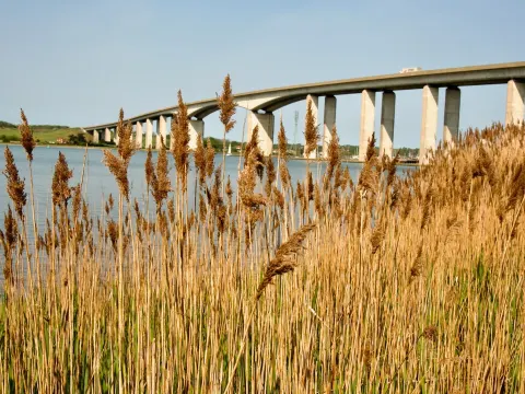 Orwell Bridge with grasses in the foreground